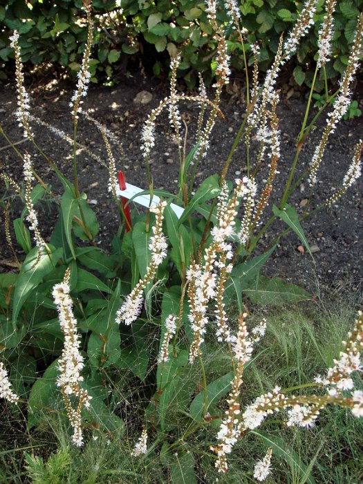 Polygonum amplexicaule 'Album' (2)